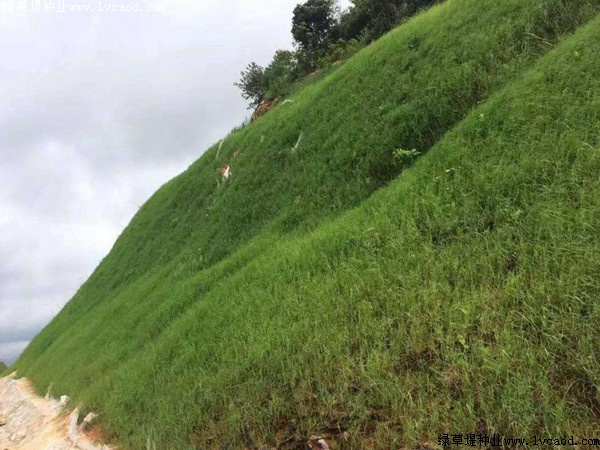 護(hù)坡草籽的種植時間