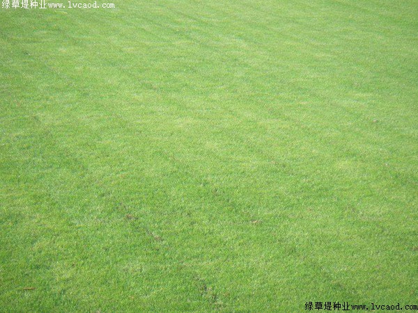 多年生黑麥草種子的種植時(shí)間.jpg