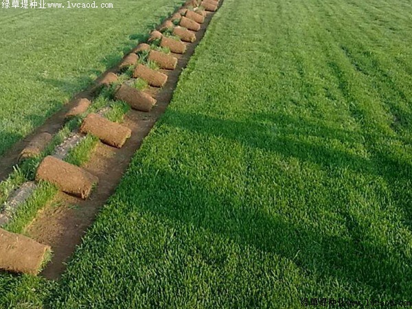 草籽種植時間是什么時候