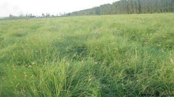 野牛草種子的種植方法及技巧