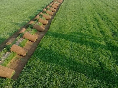 草籽種植最佳時間是什么時候?