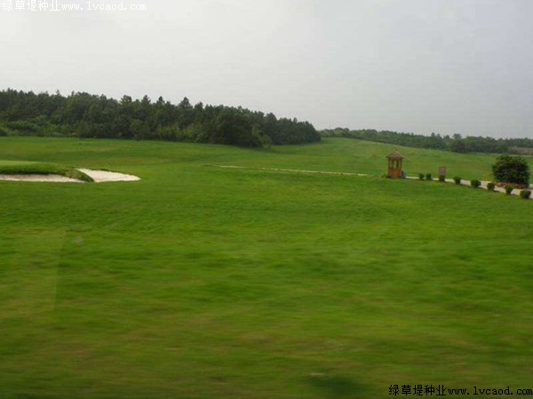 足球場草坪種植和養(yǎng)護