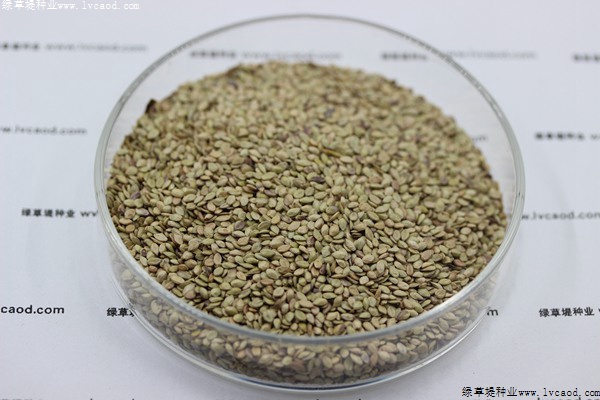 我的手機(jī) 2019/8/7 15:42:13 百喜草草籽多少錢(qián)一斤，一畝地需要多少種子