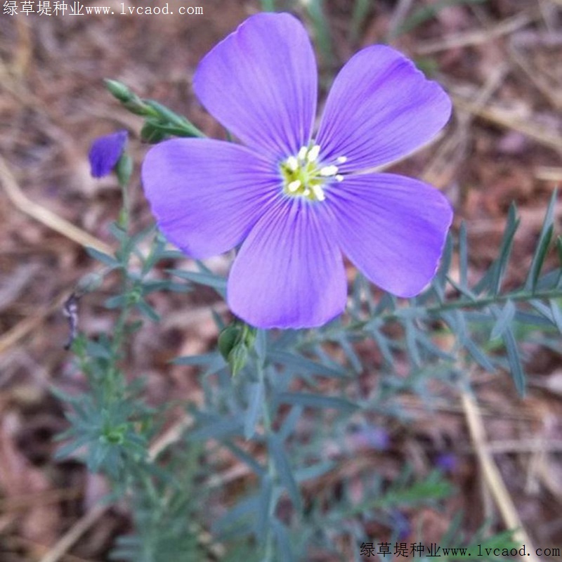 藍(lán)花亞麻