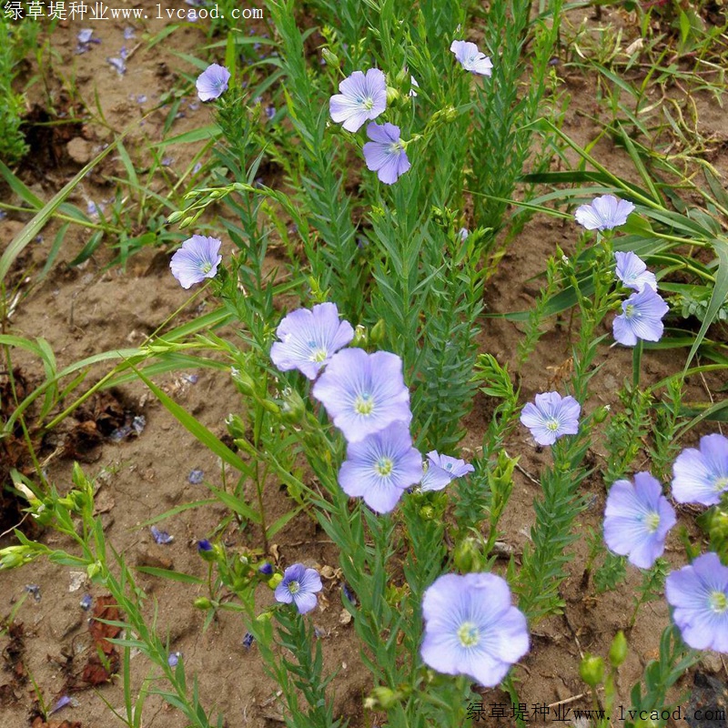 藍(lán)花亞麻