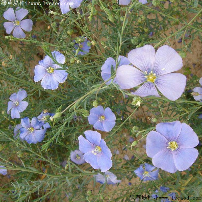 藍(lán)花亞麻