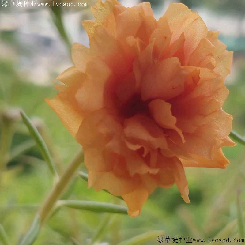 太陽(yáng)花