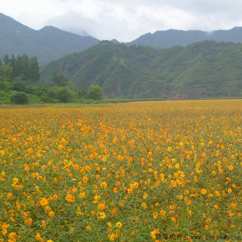 硫化菊