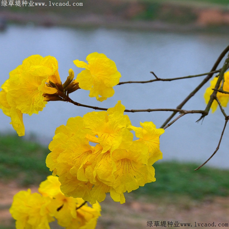 風(fēng)鈴花