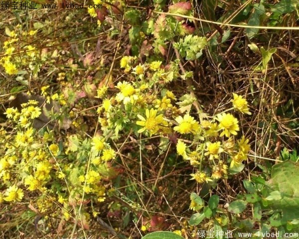 黃菊花種子