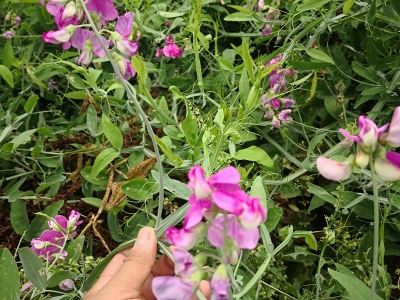 香豌豆種子價格_圖片_種植方法