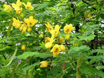 室外種植七里黃需要多久可以開花？