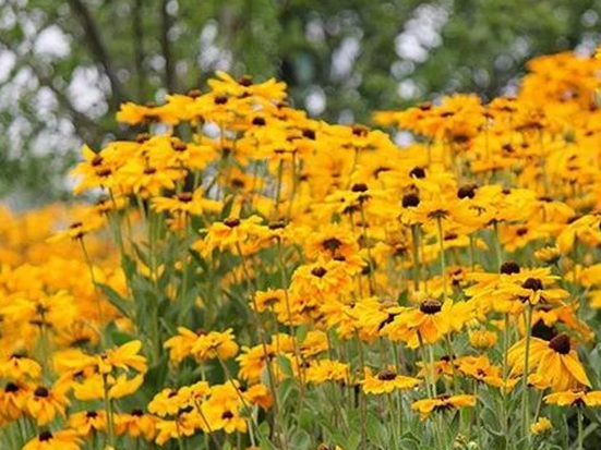 【黑心菊種子】 黑心菊種植方法及簡(jiǎn)介