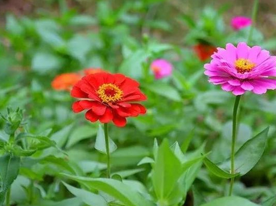 6月份開花的草花