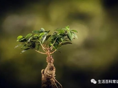 花菱草的種植方法！人參花什么時候播種？