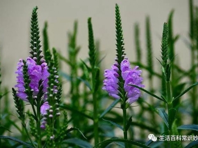 龍頭花的種植方法！怎么區(qū)別龍頭花與假龍頭花？