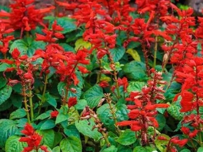 一串紅種植方法一串紅養(yǎng)殖、繁殖方法