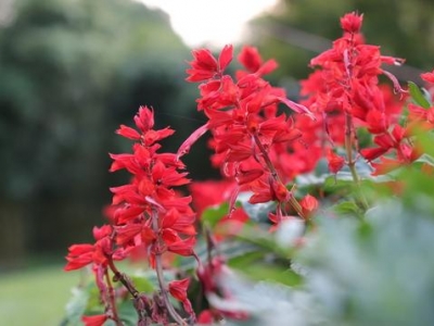 “一串紅”播種正當時，注意防治病蟲害，夏天陽臺添色彩