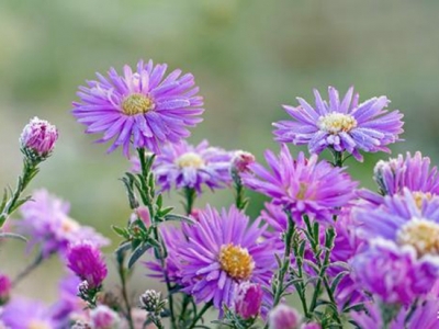 茼蒿菊——簡單幾步 打造球形花海，花開爆盆、花開不斷 滿花園