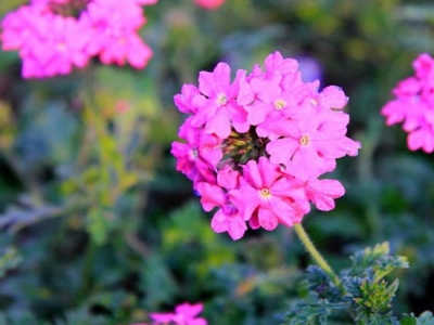 美女櫻怎樣養(yǎng)護(hù)花量多？注意以下幾方面，美女櫻輕松開爆盆