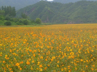 硫華菊種子市場價(jià)格是多少？