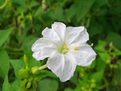 紫茉莉除了觀賞，還有3個(gè)用途，沒想到能敷面