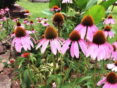 可以養(yǎng)花盆里的松果菊，可以保持多年生長，播種時要講究技巧