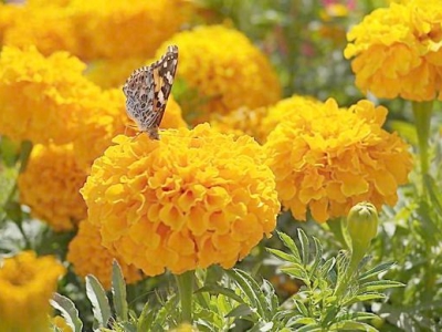 花開鮮艷極易養(yǎng)活，花期長的萬壽菊，該如何育苗栽種開出好花