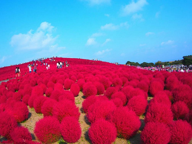 紅葉地膚