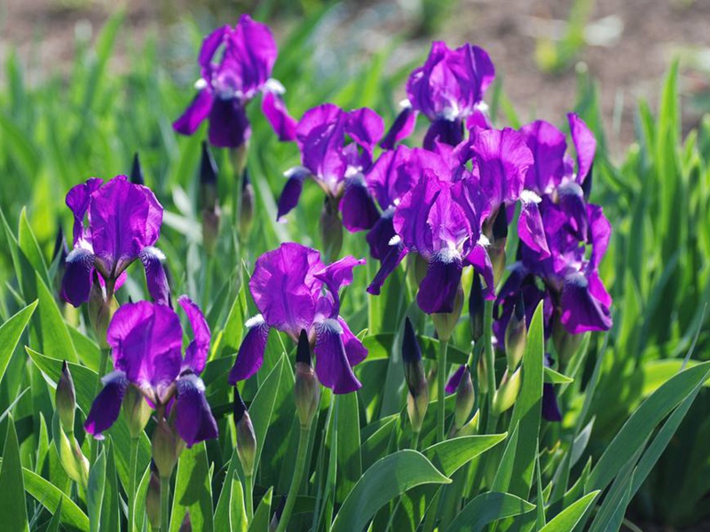 藍(lán)花鳶尾