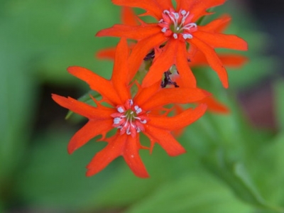 剪秋羅花期有多久、花朵開的時間長嗎