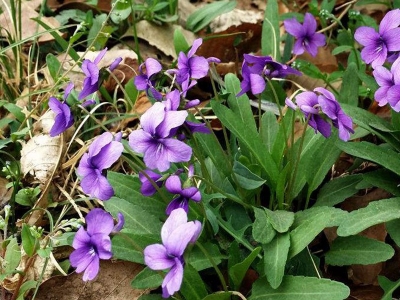 紫花地丁的種植過(guò)程中需要注意些什么？