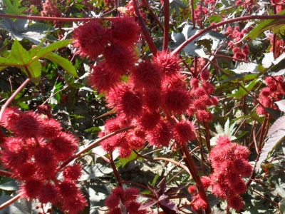 紅色蓖麻幾天發(fā)芽，幾天開花？