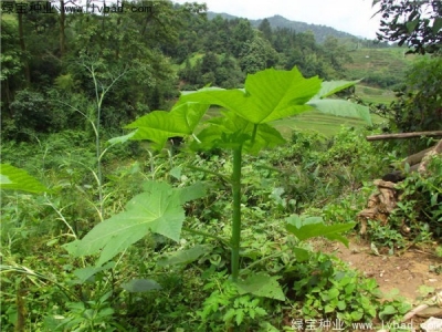 紅色蓖麻種子幾月份播種發(fā)芽率會(huì)更高