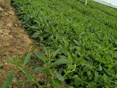 柳葉馬鞭草發(fā)芽開花時(shí)間