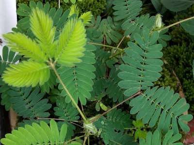 含羞草種子應該去哪兒購買？