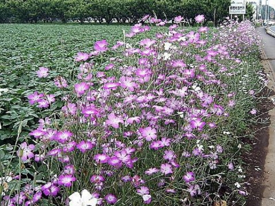 麥仙翁的花期是什么時(shí)候？