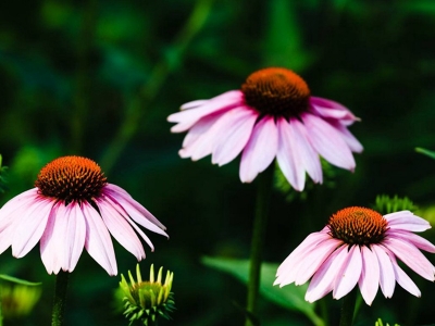 紫松果菊幾天發(fā)芽，什么時候開花