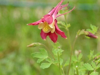 小花耬斗菜種子現(xiàn)在的市場(chǎng)最新報(bào)價(jià)是多少？