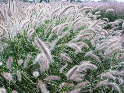 東方狼尾草幾天發(fā)芽多久開花？