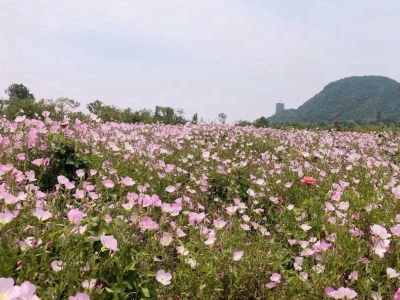 美麗月見草是多年生草本植物嗎？