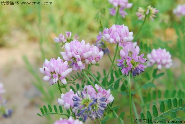 小冠花種子發(fā)芽出苗開花圖片