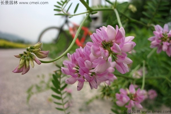 小冠花種子發(fā)芽出苗開花圖片