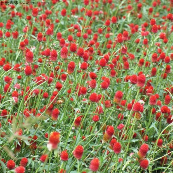 千日紅種子發(fā)芽出苗開花圖片