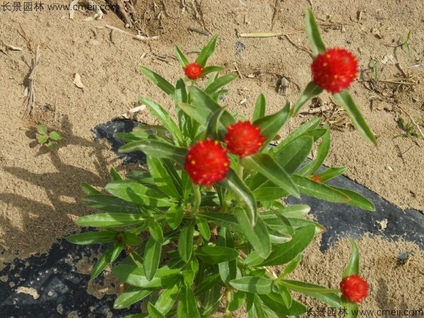 千日紅種子發(fā)芽出苗開花圖片