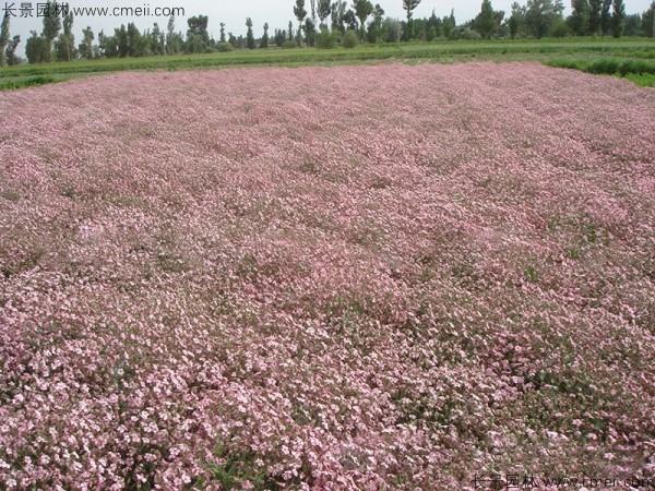 滿天星植物開(kāi)花圖片