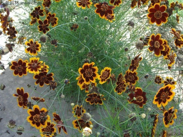 金雞菊種子發(fā)芽出苗開花圖片