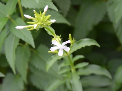 肥皂草的花語是什么？