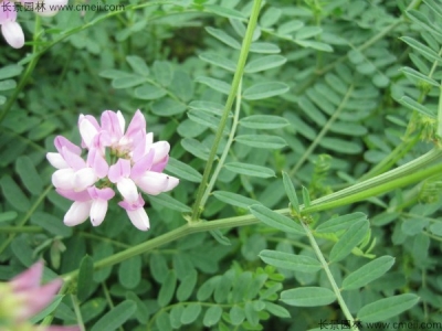 小冠花可以在幾月份播種？