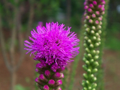 蛇鞭菊種子的發(fā)芽時(shí)間